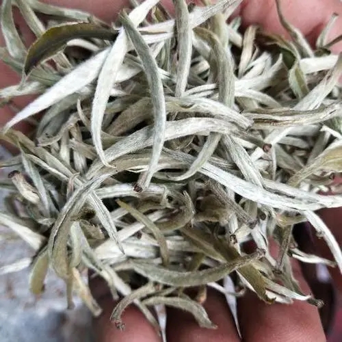 遇見月光白之美，存放四年云南古樹白茶