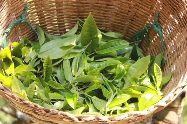 普洱茶3大核心產(chǎn)區(qū)，請好好收藏！