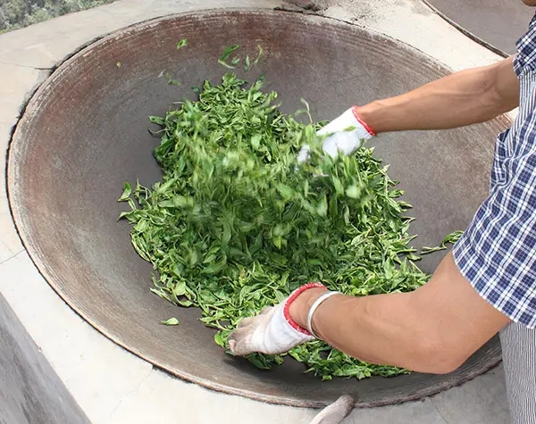 “殺青”是如何影響普洱茶品質(zhì)的？