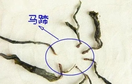 馬蹄竟然還能喝？普洱茶里的馬蹄你有了解過(guò)嗎？