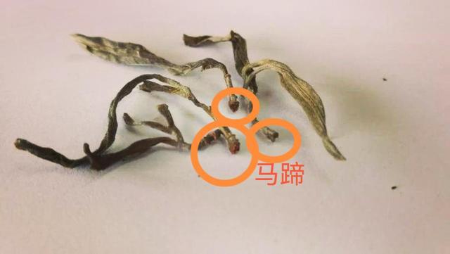 “馬蹄?！倍嗌俑竟?jié)有關(guān)系？