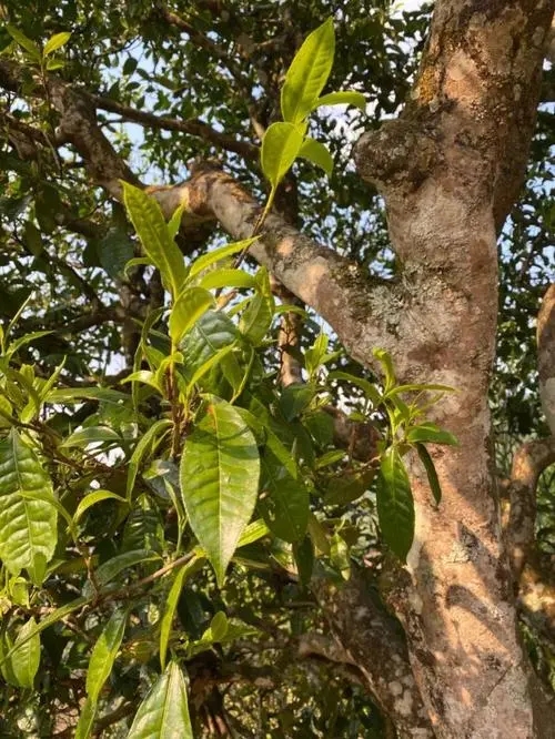 易武高桿 普洱長頸？