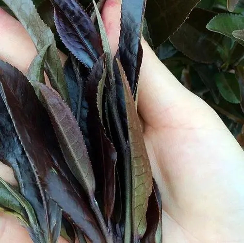 普洱茶中有一種叫“紫芽茶”的是怎么回事？