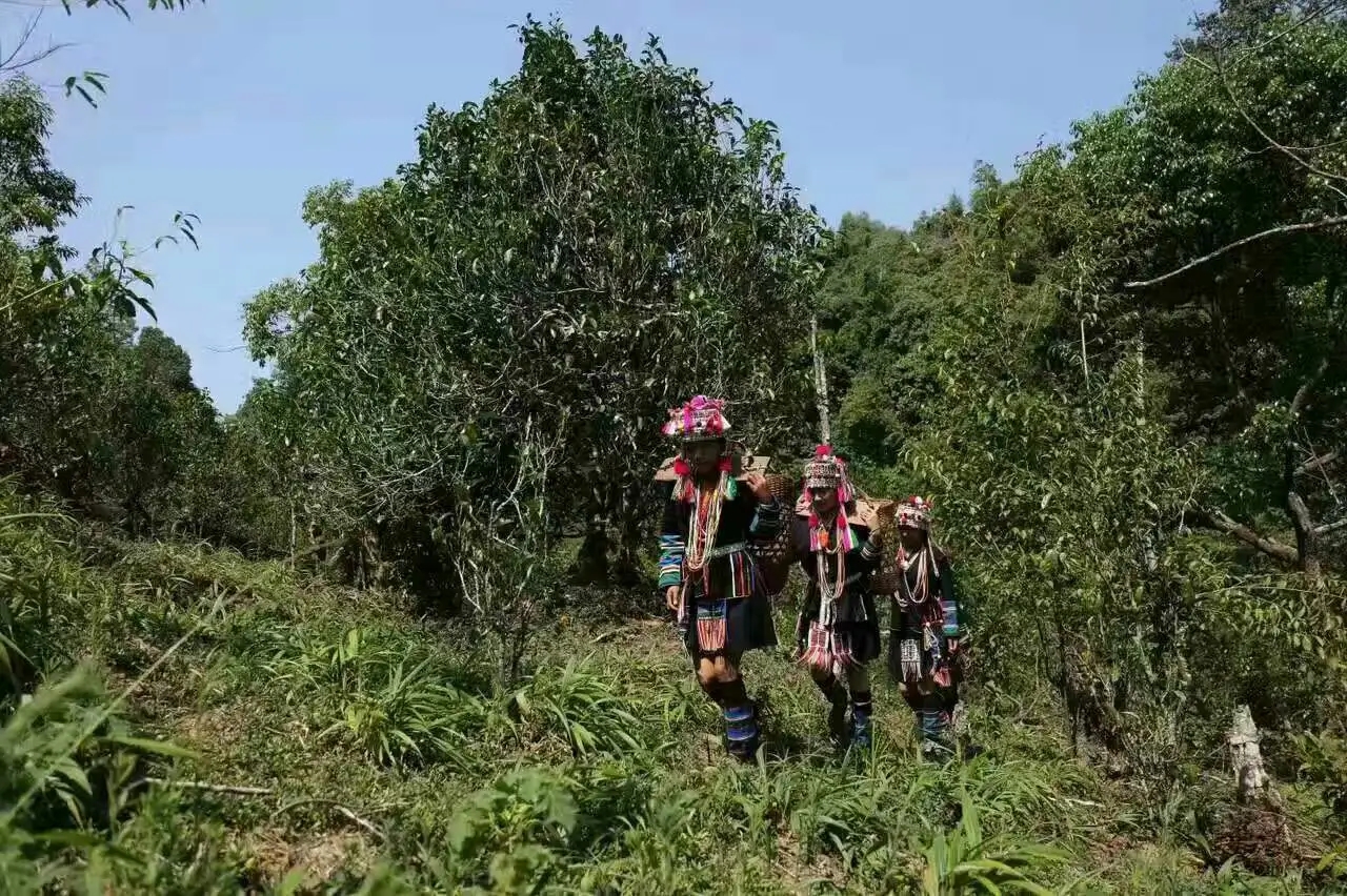 【好茶知味】南糯山石頭老寨拔瑪古樹：醇柔之質(zhì)，綿遠(yuǎn)之韻