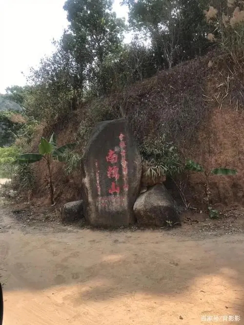 古茶第一村”，你見(jiàn)過(guò)這樣的茶樹嗎？