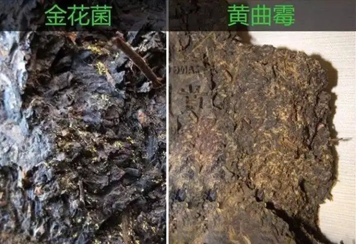 從普洱茶致癌論說開，再談普洱茶與黃曲霉毒素的關(guān)系。