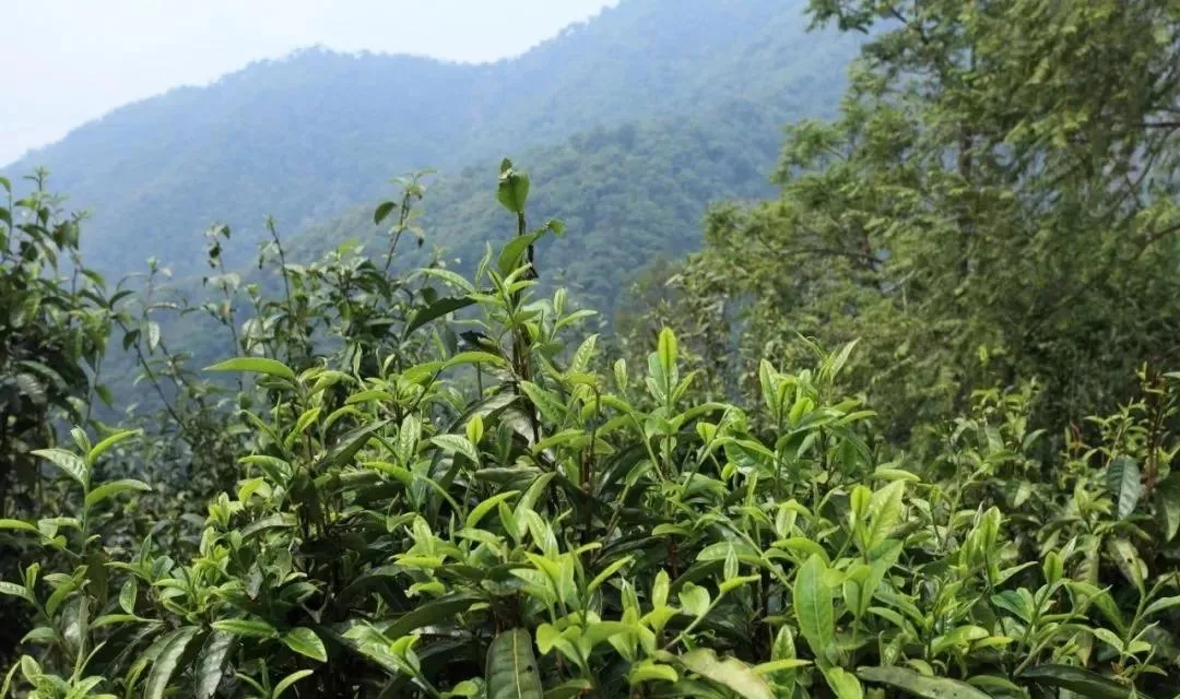 古樹茶的價(jià)值和意義在哪里？