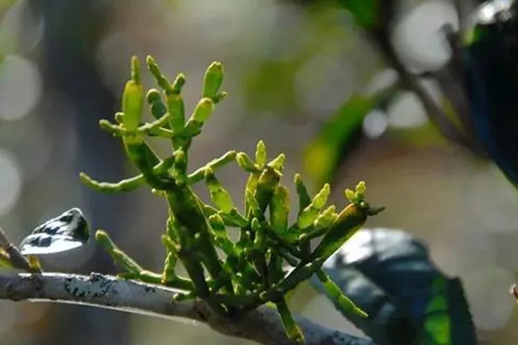 什么是螃蟹腳？茶界的螃蟹腳可能和你想的不一樣！
