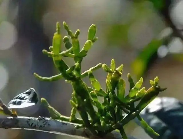 一節(jié)螃蟹腳，勝過冬蟲和夏草