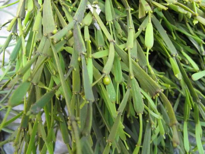 普洱茶中的“螃蟹腳”，到底是什么？如何辨別？