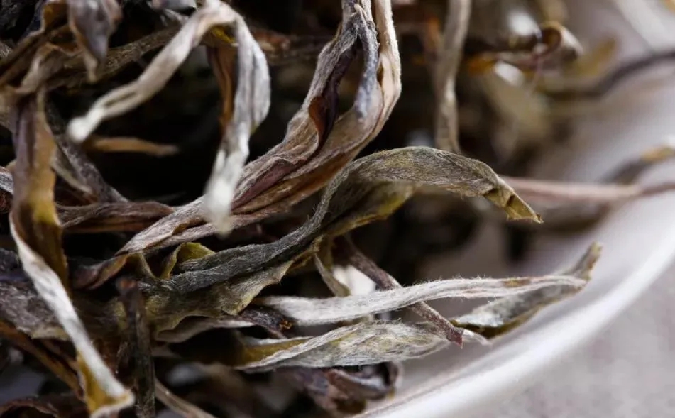 普洱茶樹生長的海拔越高，品質(zhì)就越好嗎？