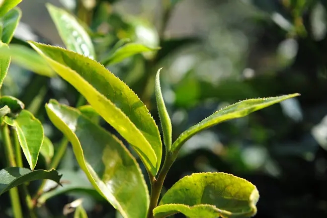 普洱茶“山野氣韻”如何形成？