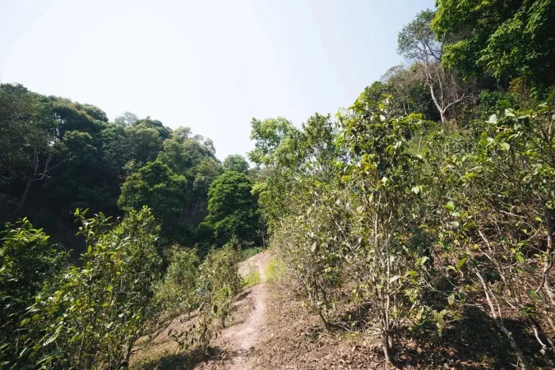 易武荒韻， 秘境白茶園