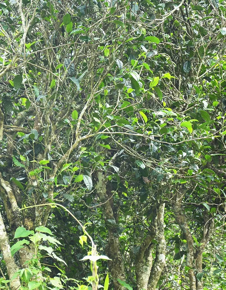 香竹箐：千年的觸摸，穿越時(shí)空的證明