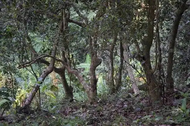 一山一味，山頭茶存在的意義究竟是什么？