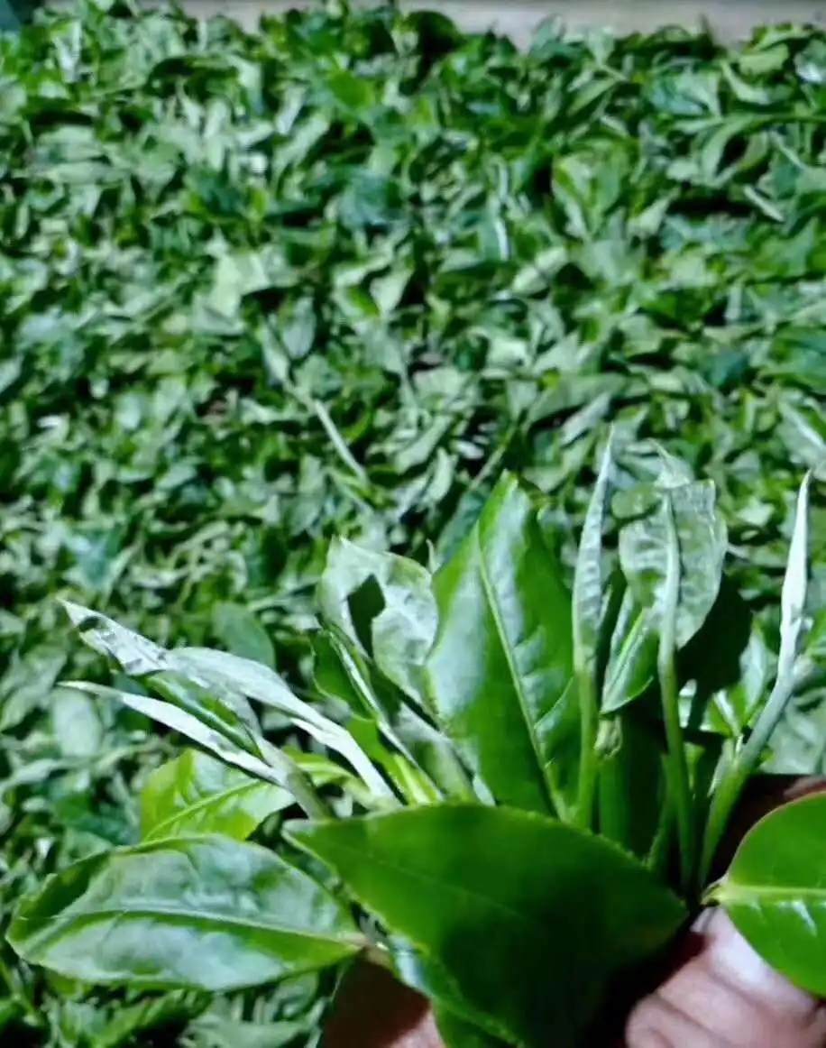 【答疑解惑】關(guān)于勐庫大葉種，你了解多少？