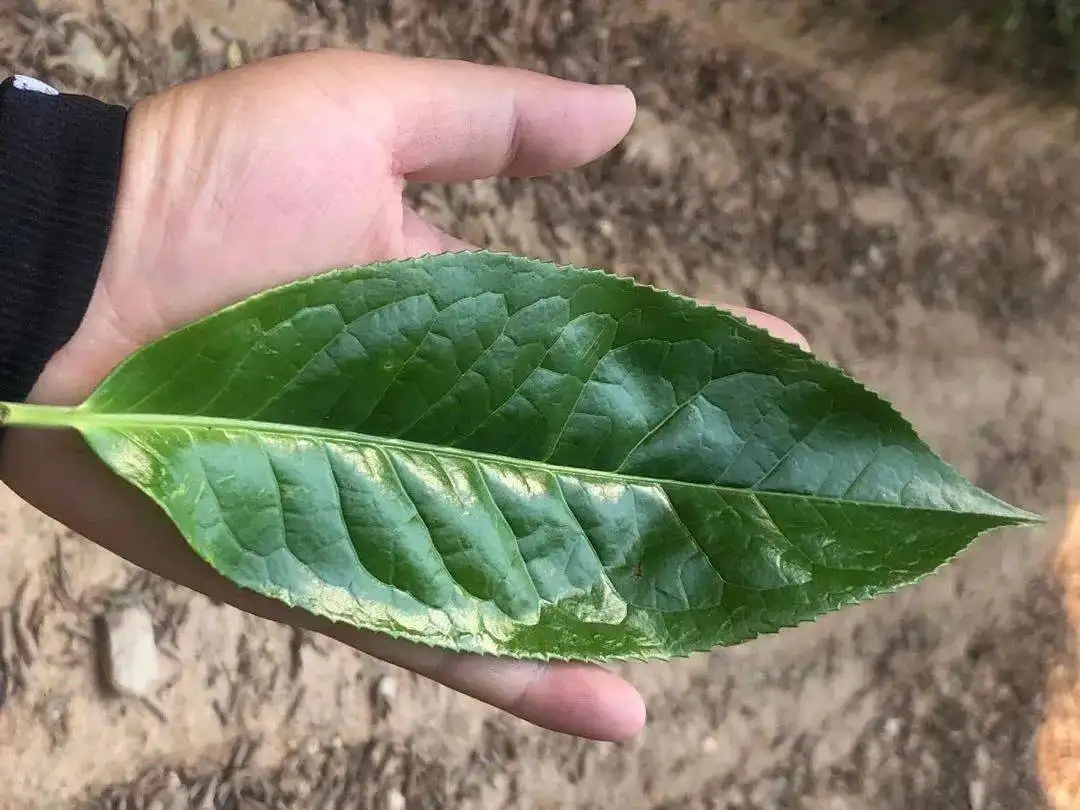 【茶百科】勐庫大葉種的適制性。