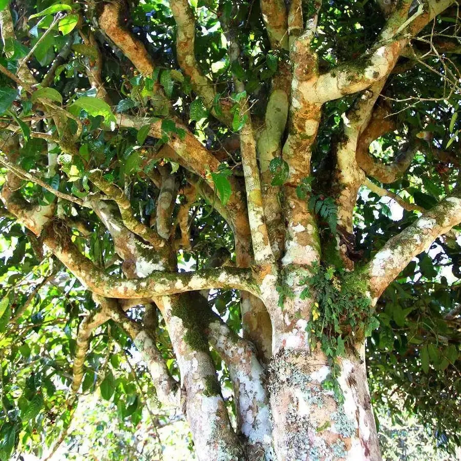 來(lái)自易武秘境的至味臻品！氣韻強(qiáng)勁，余韻深邃，一口喚醒你的味蕾~