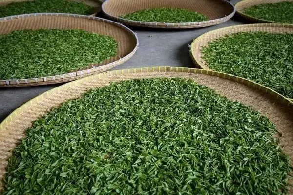 傳統(tǒng)普洱茶殺青工藝原理，專家們是這樣說(shuō)的