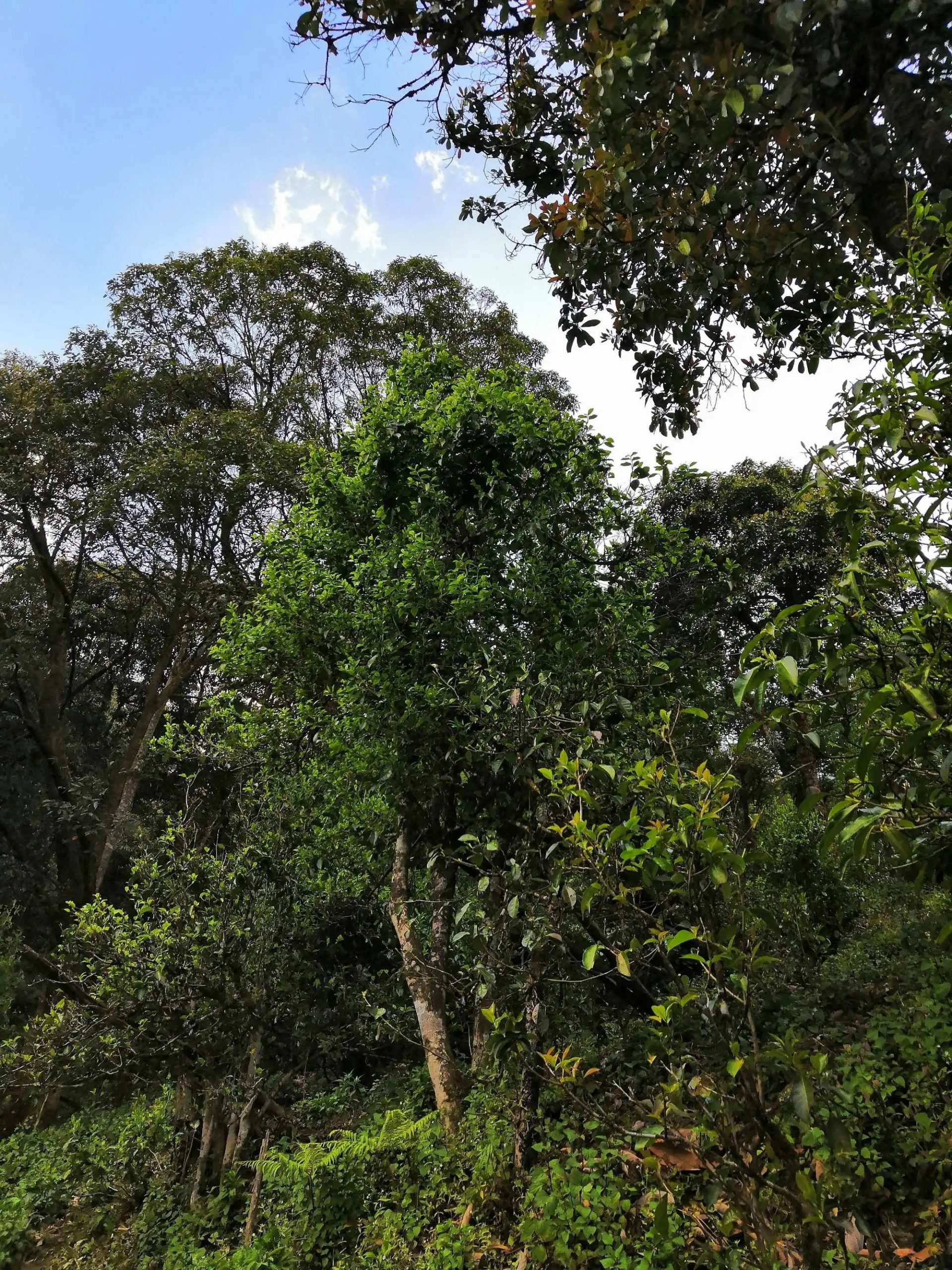 古樹茶的市場，未來該如何發(fā)展？