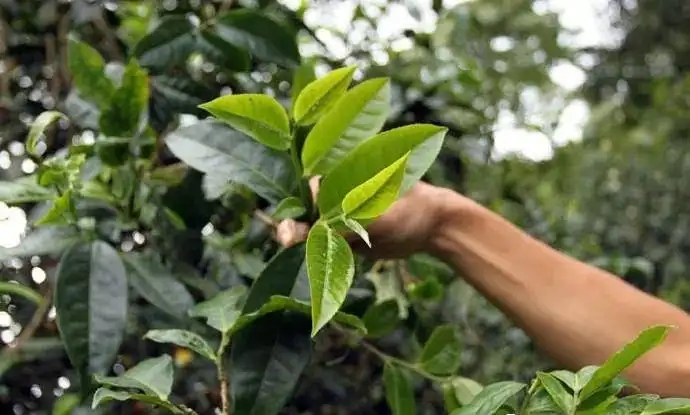 云南大葉種和小葉種是一個(gè)品種嗎？兩者有何優(yōu)勢(shì)？