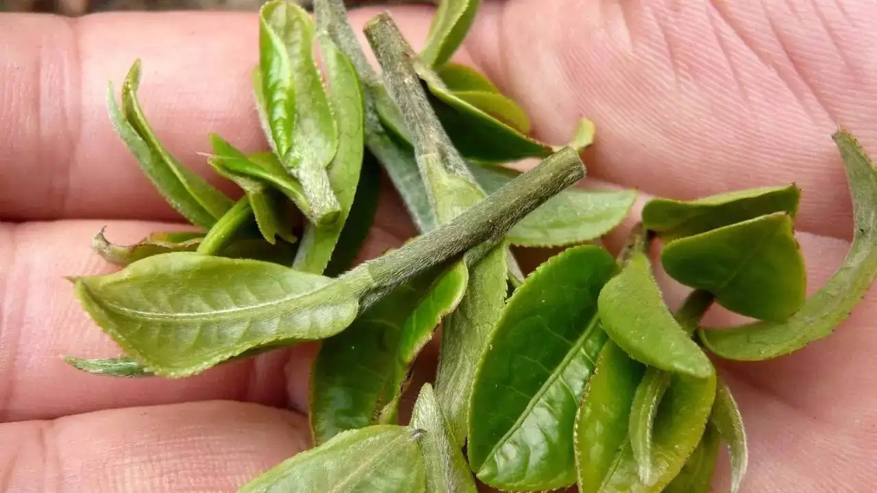 云南大葉種曬青毛茶，是什么茶？