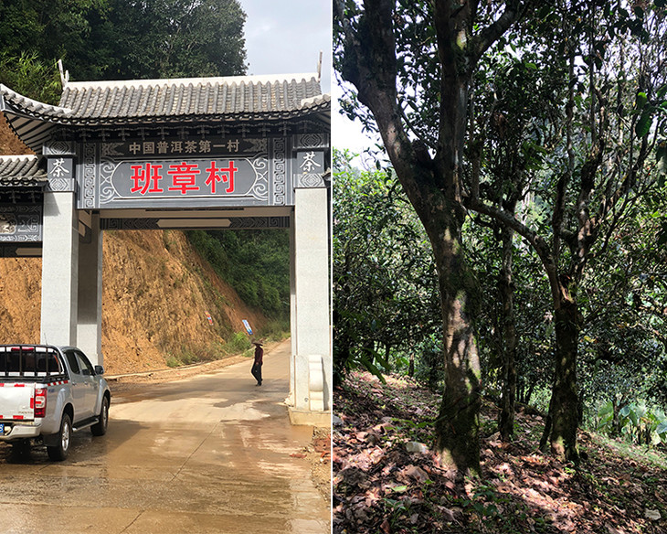 2023年新班章古樹春茶品質怎么樣？