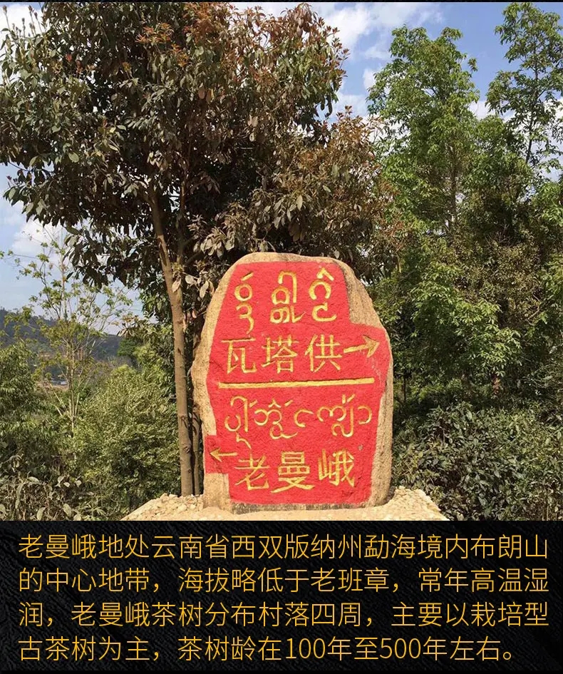 2023年老曼峨古樹春茶口感？