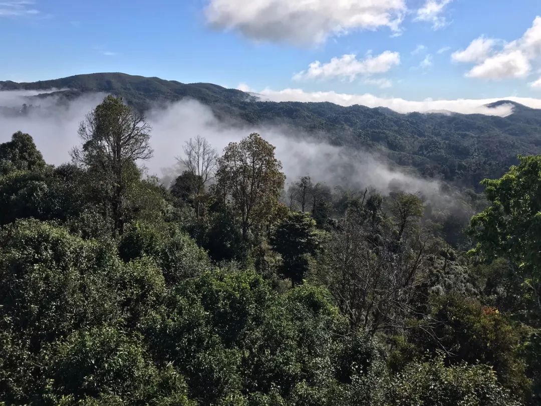 2023年賀開古樹春茶特點是什么？