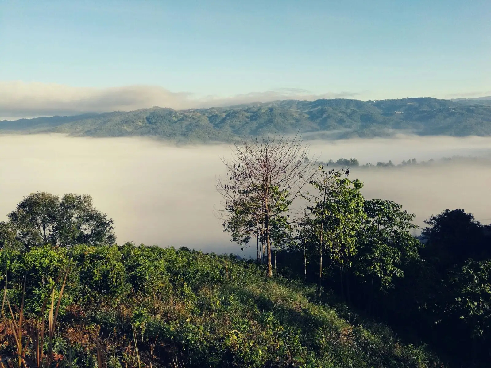 2023年賀開古樹春茶價格是多少？