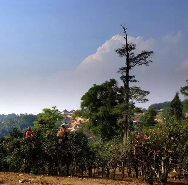 2023年賀開古樹春茶多少錢一公斤？