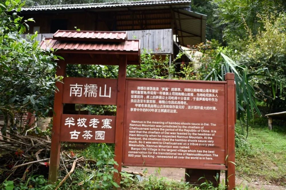 2023年半坡老寨古樹春茶口感是什么？