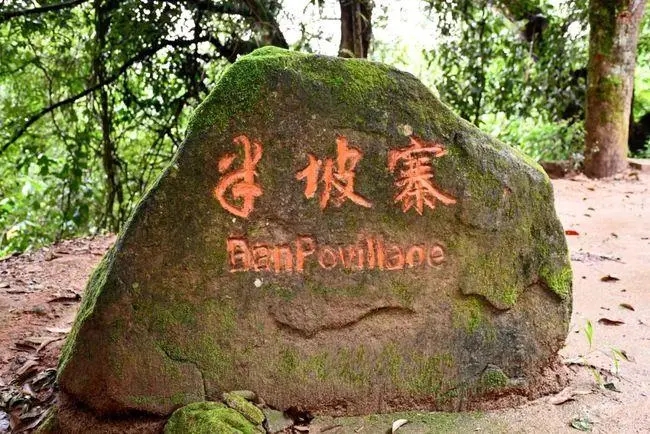 2023年半坡老寨古樹春茶價(jià)格是多少？