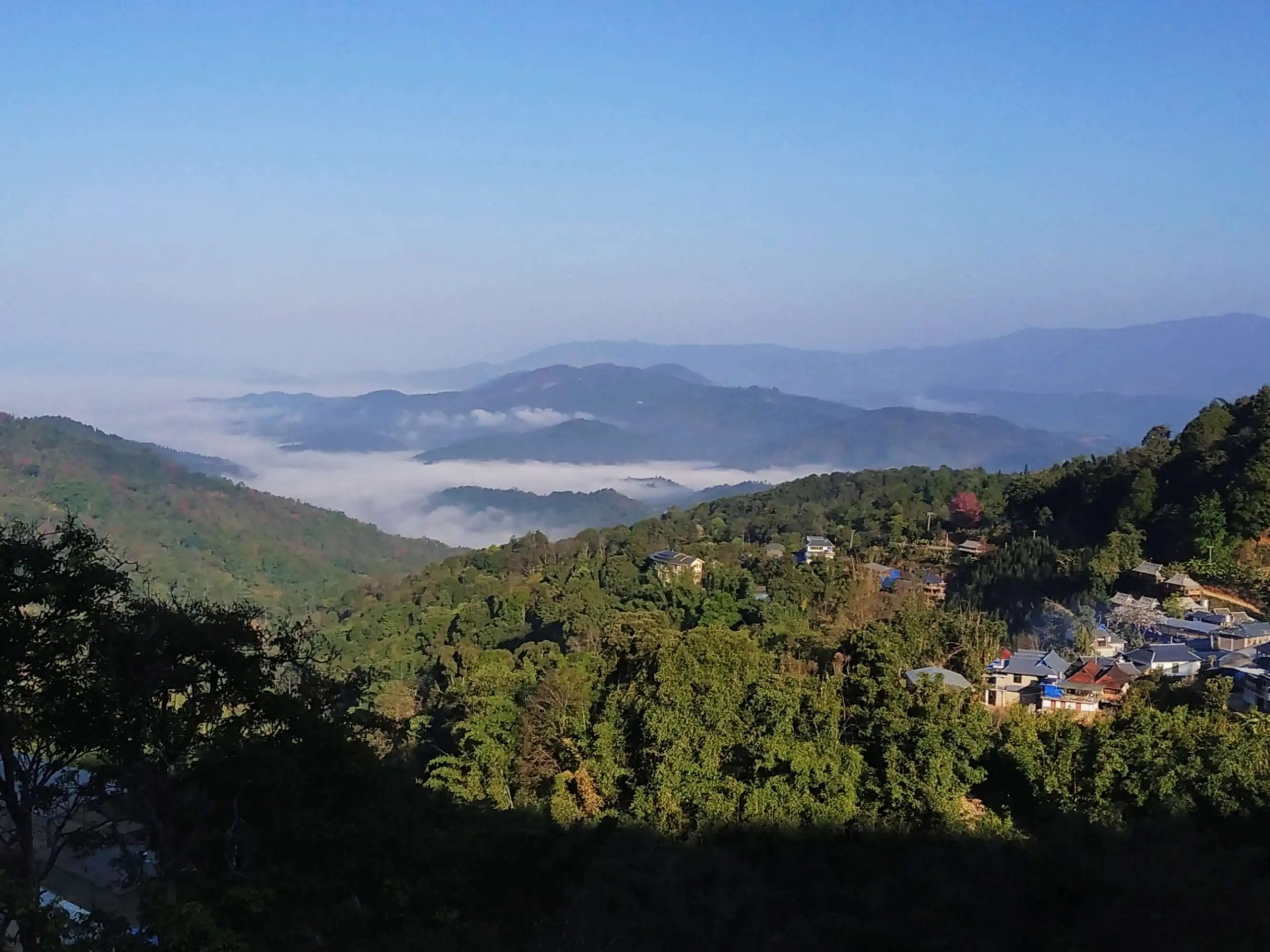 2023年南糯山古樹春茶口感如何？