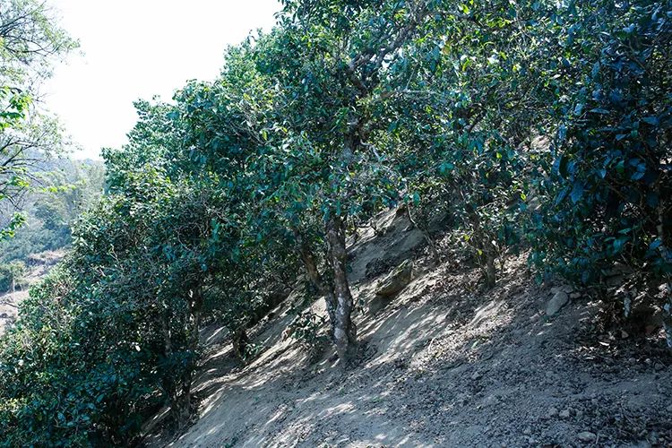 2023年那卡古樹春茶價(jià)格是多少？