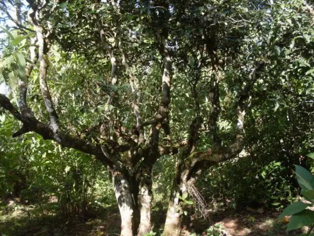 2023年保塘老寨古樹春茶多少錢一公斤？