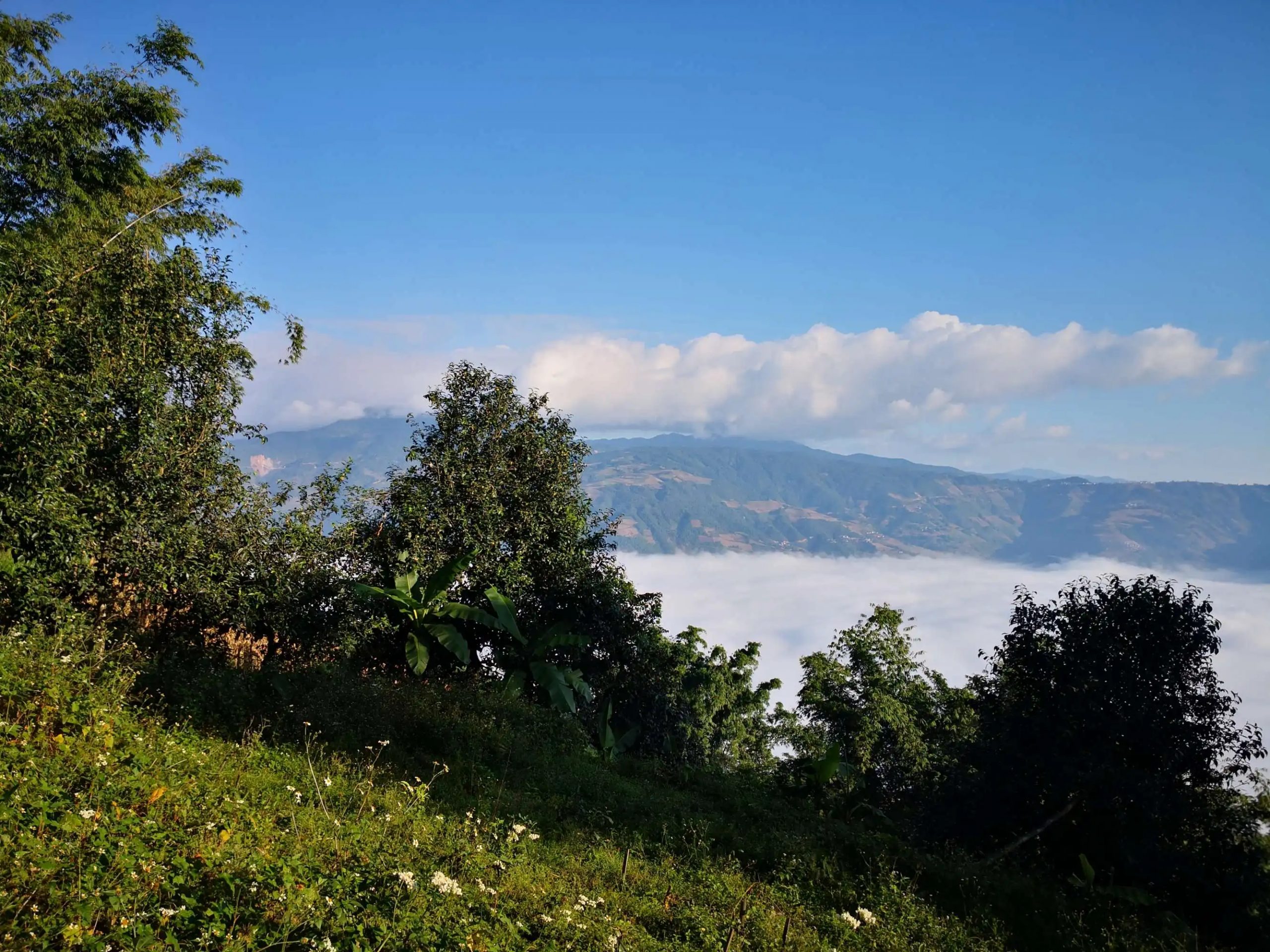 2023年邦崴古樹 春茶品質(zhì)如何？