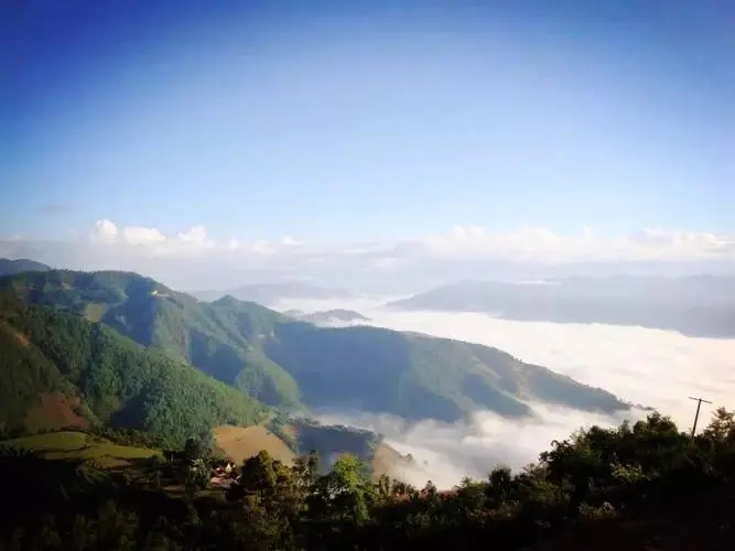 2023邦崴古樹春茶特點是什么？