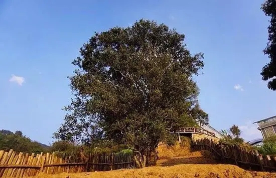 2023年邦崴古樹春茶價(jià)格多少？