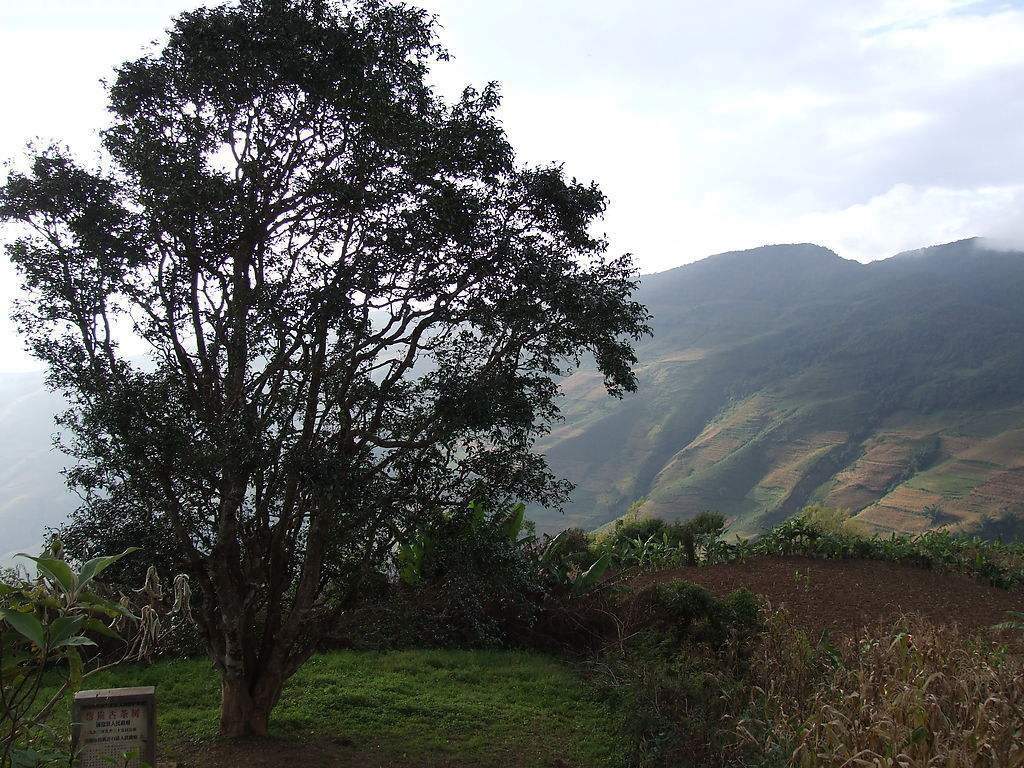 2023年邦崴古樹春茶多少錢一公斤？