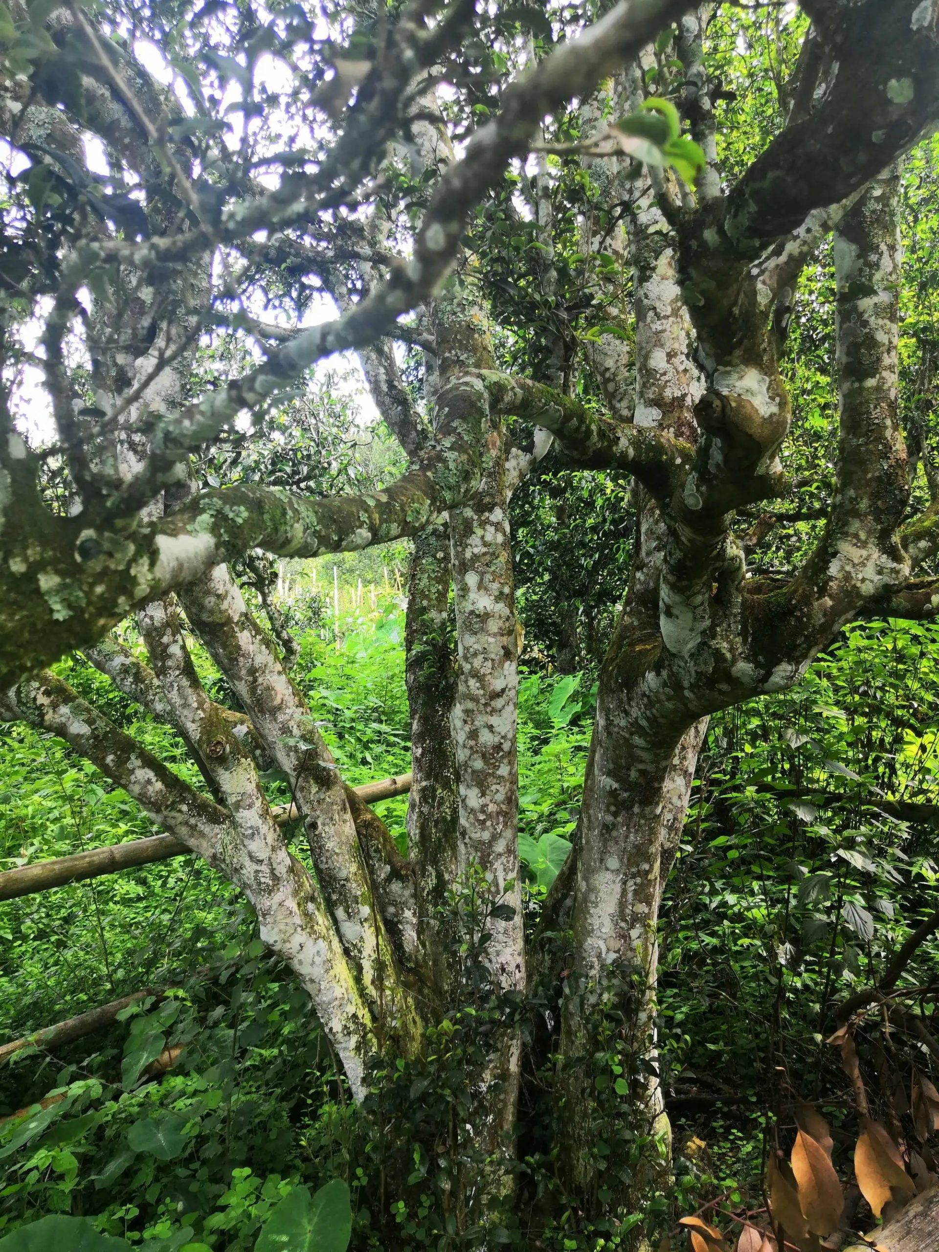 2023年困鹿山古樹春茶多少錢一公斤？