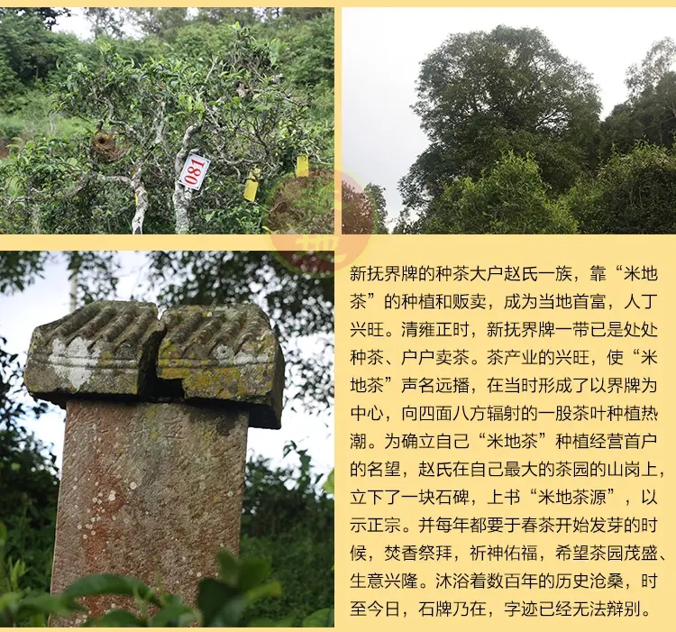 2023迷帝古樹春茶品質(zhì)如何？