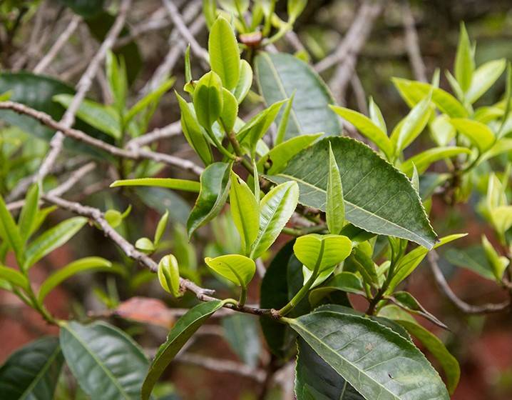 2023年苦竹山古樹(shù)春茶多少錢(qián)一公斤？