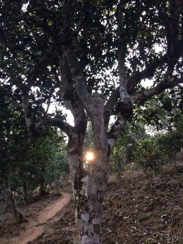 2023小戶賽古樹春茶口感是什么？