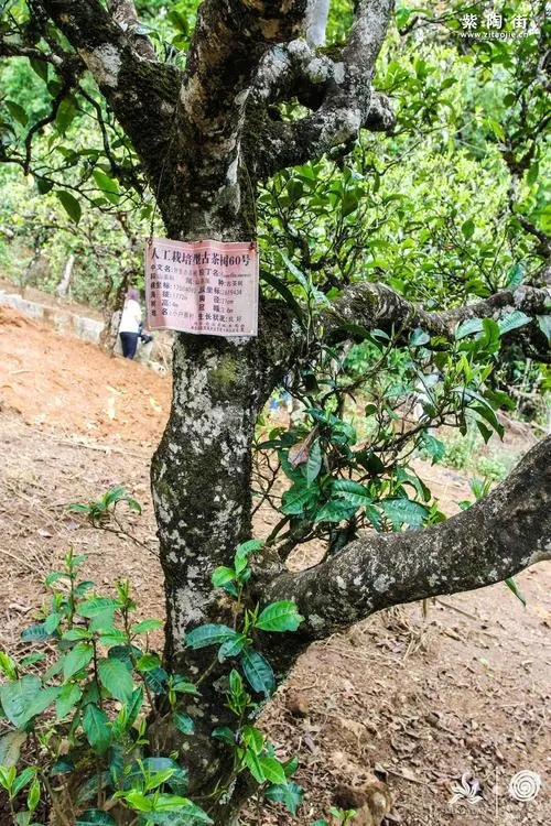 2023年小戶賽古樹春茶特點是什么？