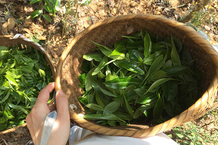 2023小戶賽古樹春茶價(jià)格是多少？