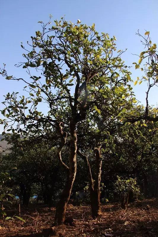 2023年小戶賽古樹春茶多少錢一公斤？