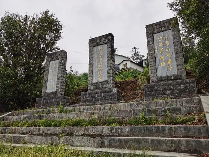 2023年白鶯山古樹春茶品質(zhì)如何？