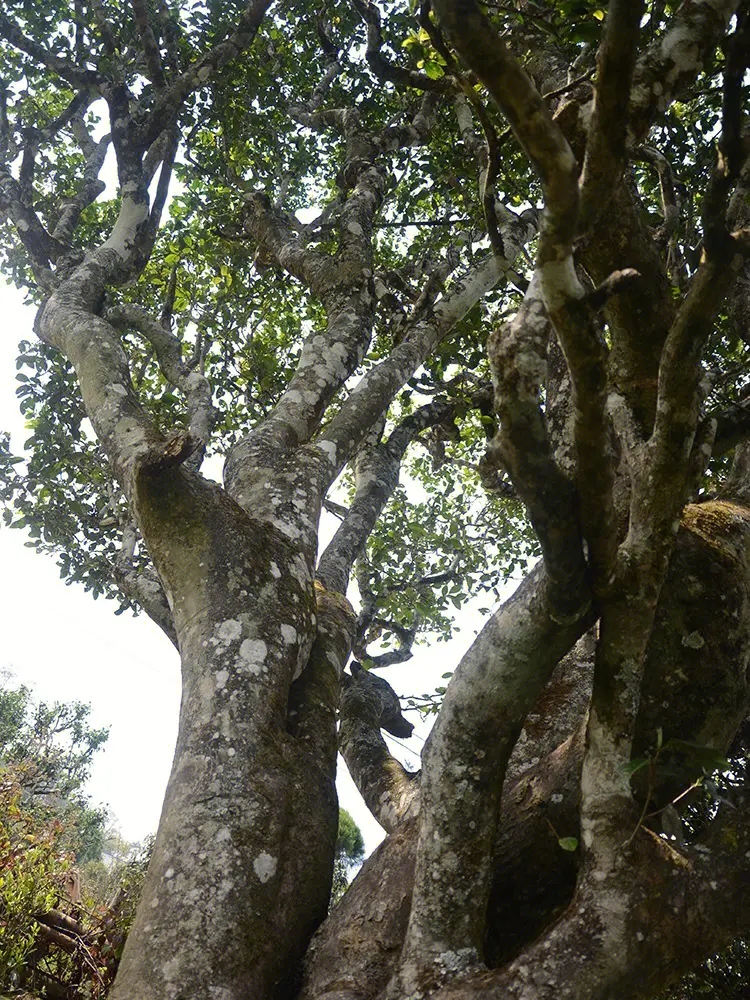 2023年白鶯山古樹(shù)春茶多少錢一公斤？