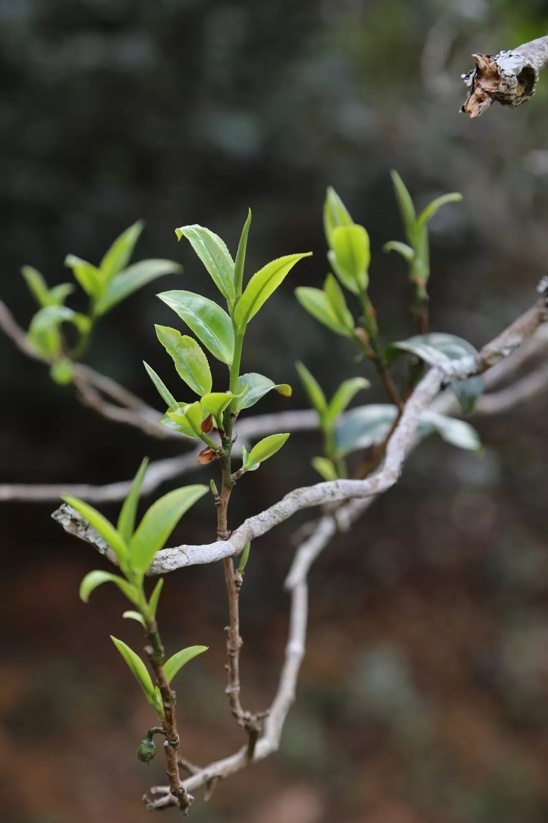 2023年昔歸古樹春茶特點(diǎn)是什么？